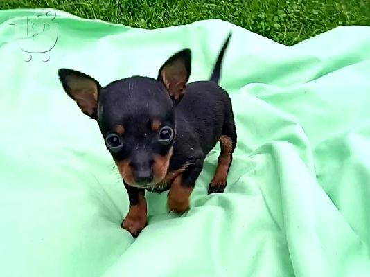 PoulaTo: Pinscher teacup